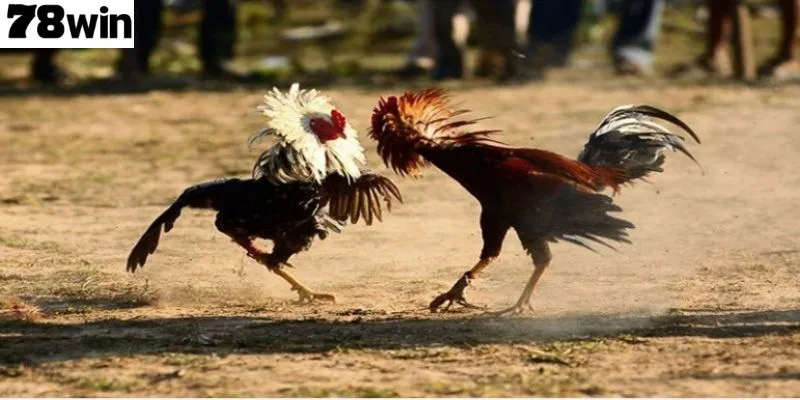 แนะนำภาพรวมเกี่ยวกับ ชนไก่ 78Win สำหรับสมาชิกใหม่